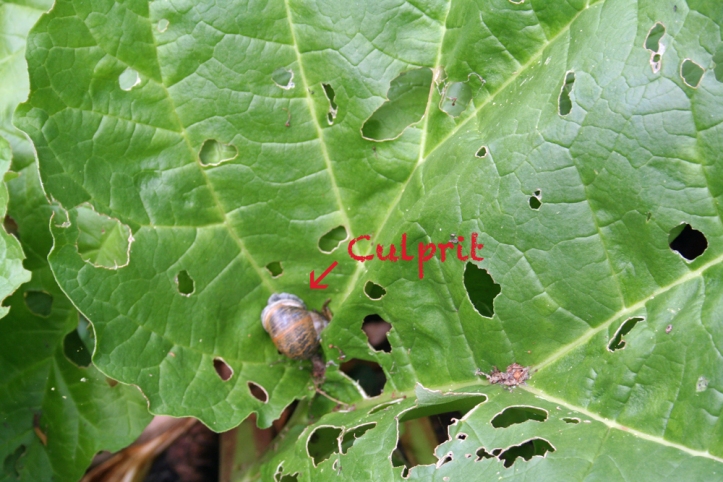 rhubarb_holes_snail