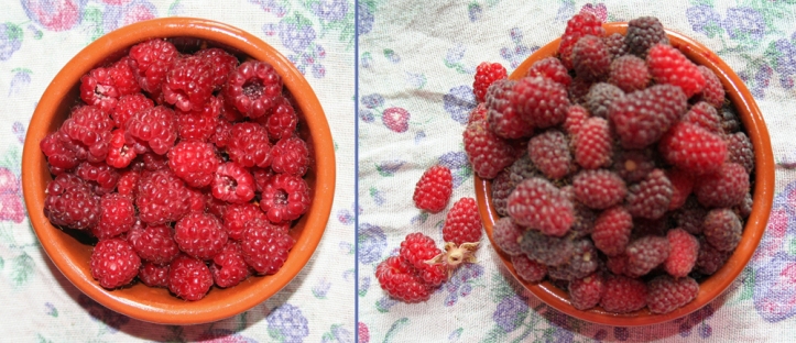 harvested_berries_July2015