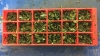 herbs_in_icecube_tray